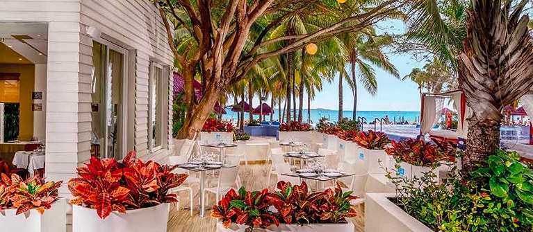 Grand Oasis Palm