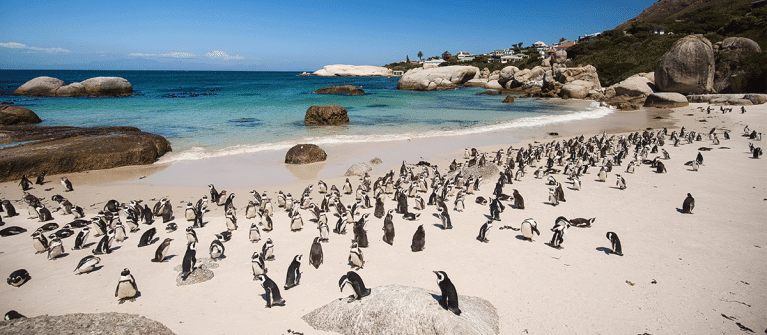 Unmissable South Africa 11 nights