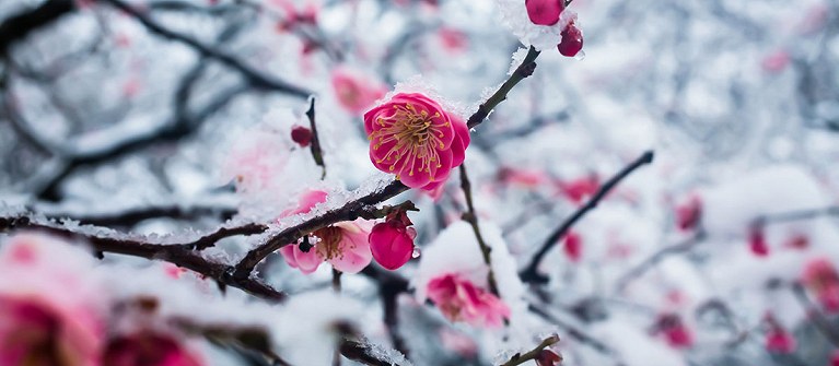 Between Landscapes and Traditions of Japan