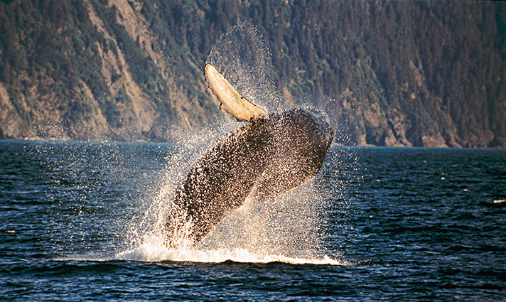 Alaska whale