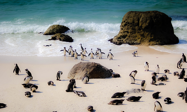 cape town