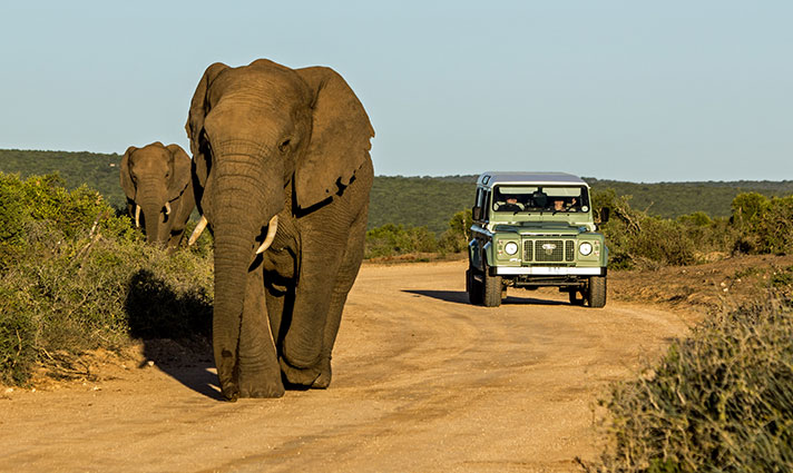 elephants