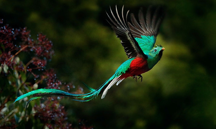 quetzal in the Yucatan