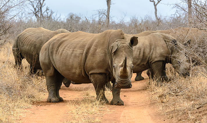 rhinoceros