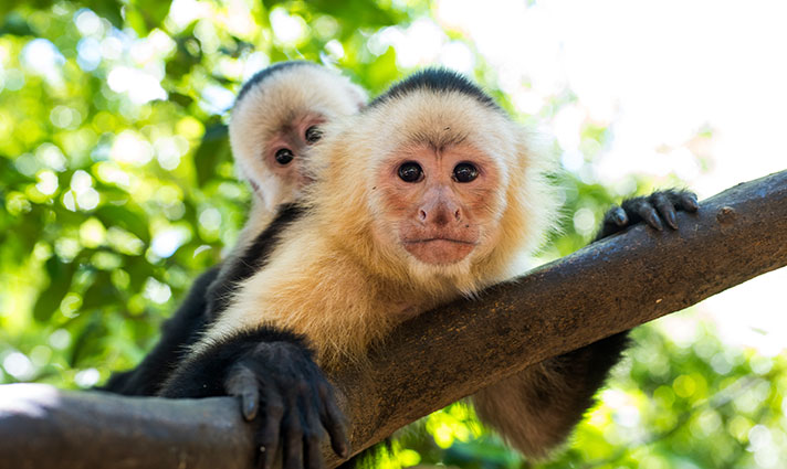 squirrel monkey in Costa Rica