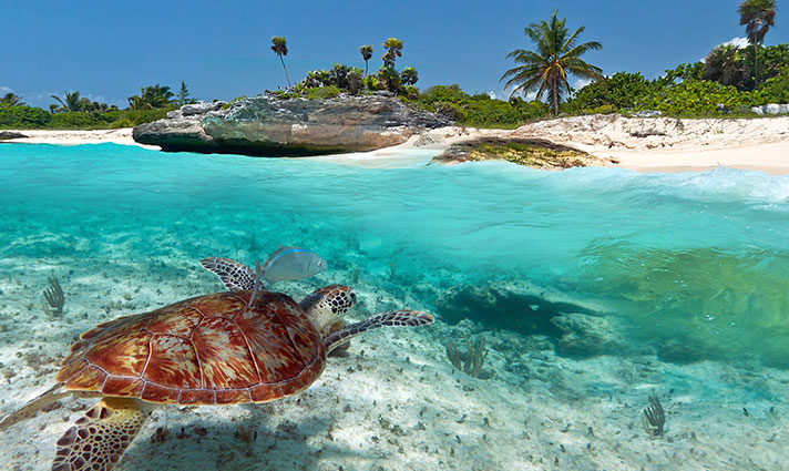 turtle in the Caribbean